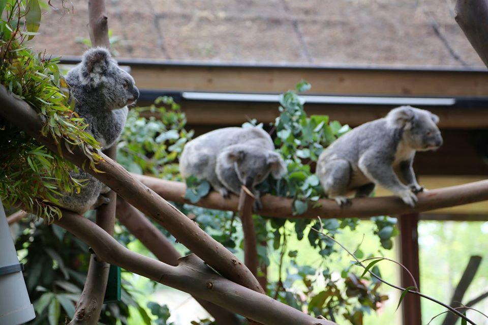 Zoo_animals_Koala