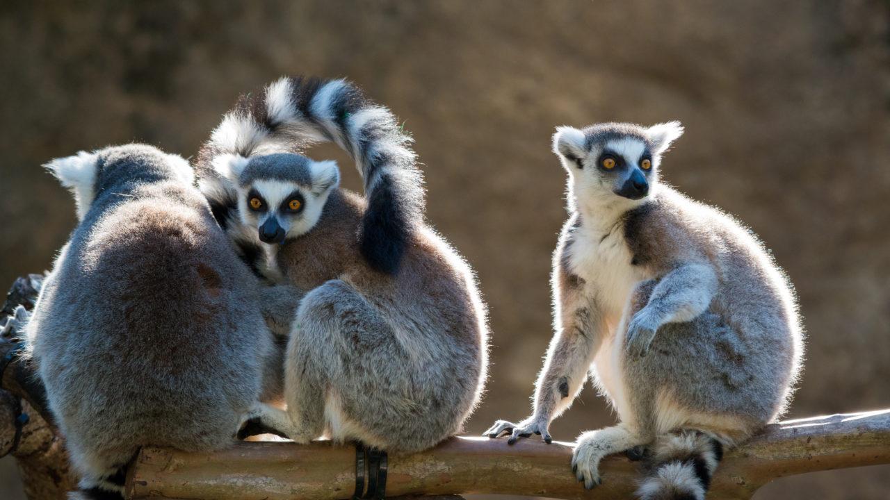 Zoo_animals_Lemur