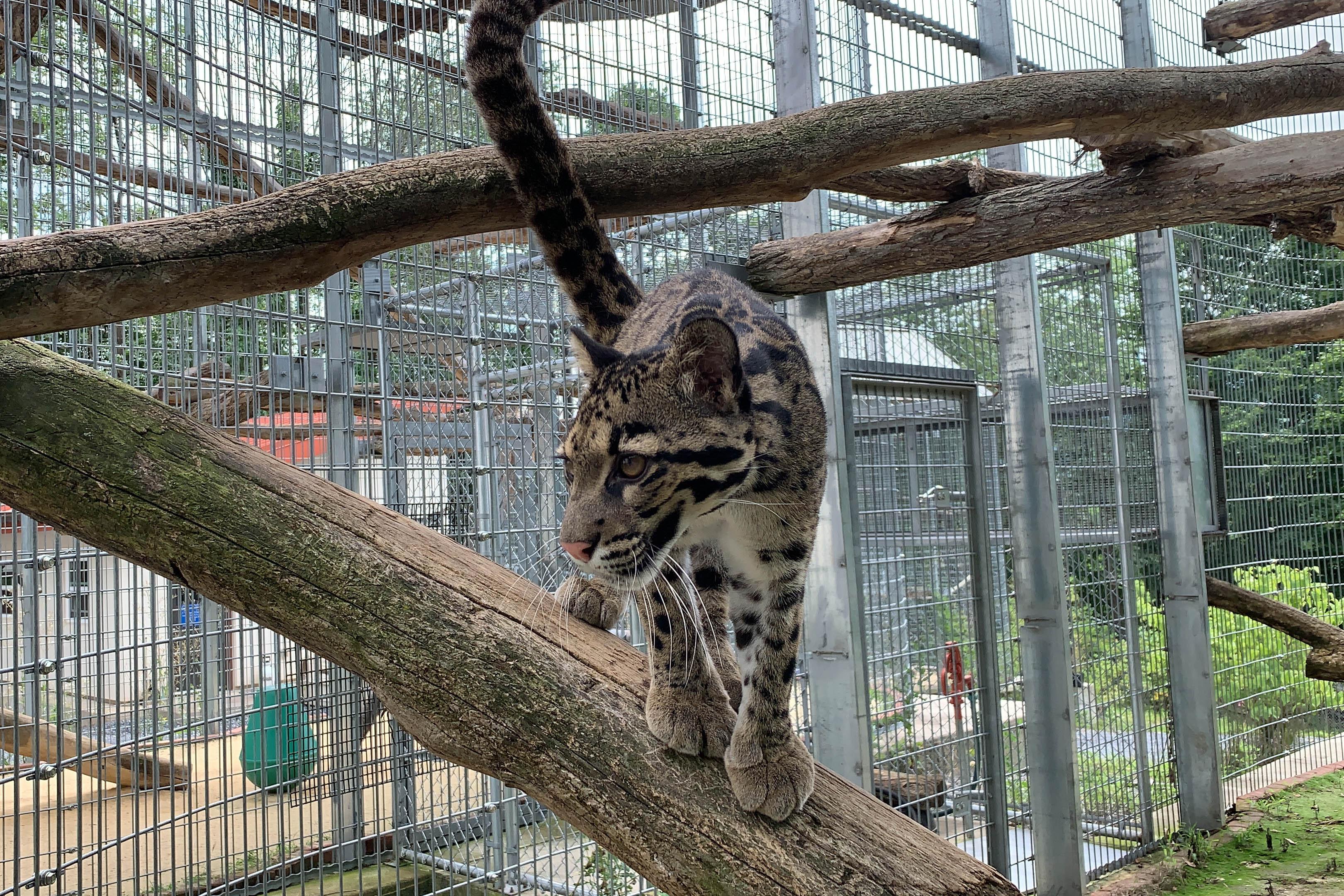 Zoo_animals_Leopard