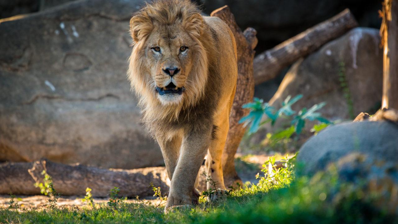 Zoo_animals_Lion