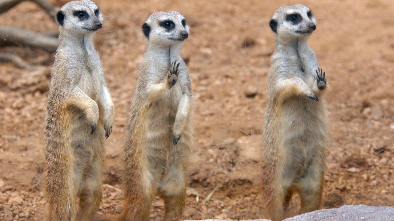 Zoo_animals_Meerkat