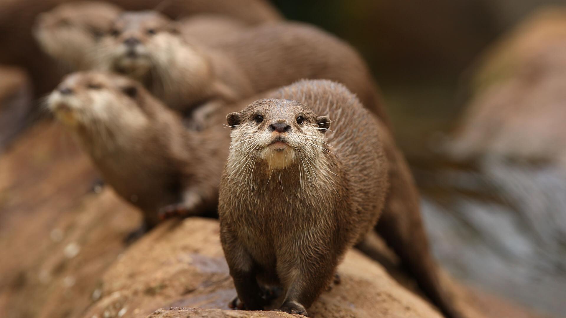 Zoo_animals_Otter