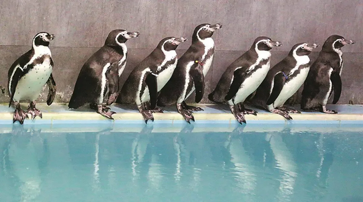 Zoo_animals_Penguin