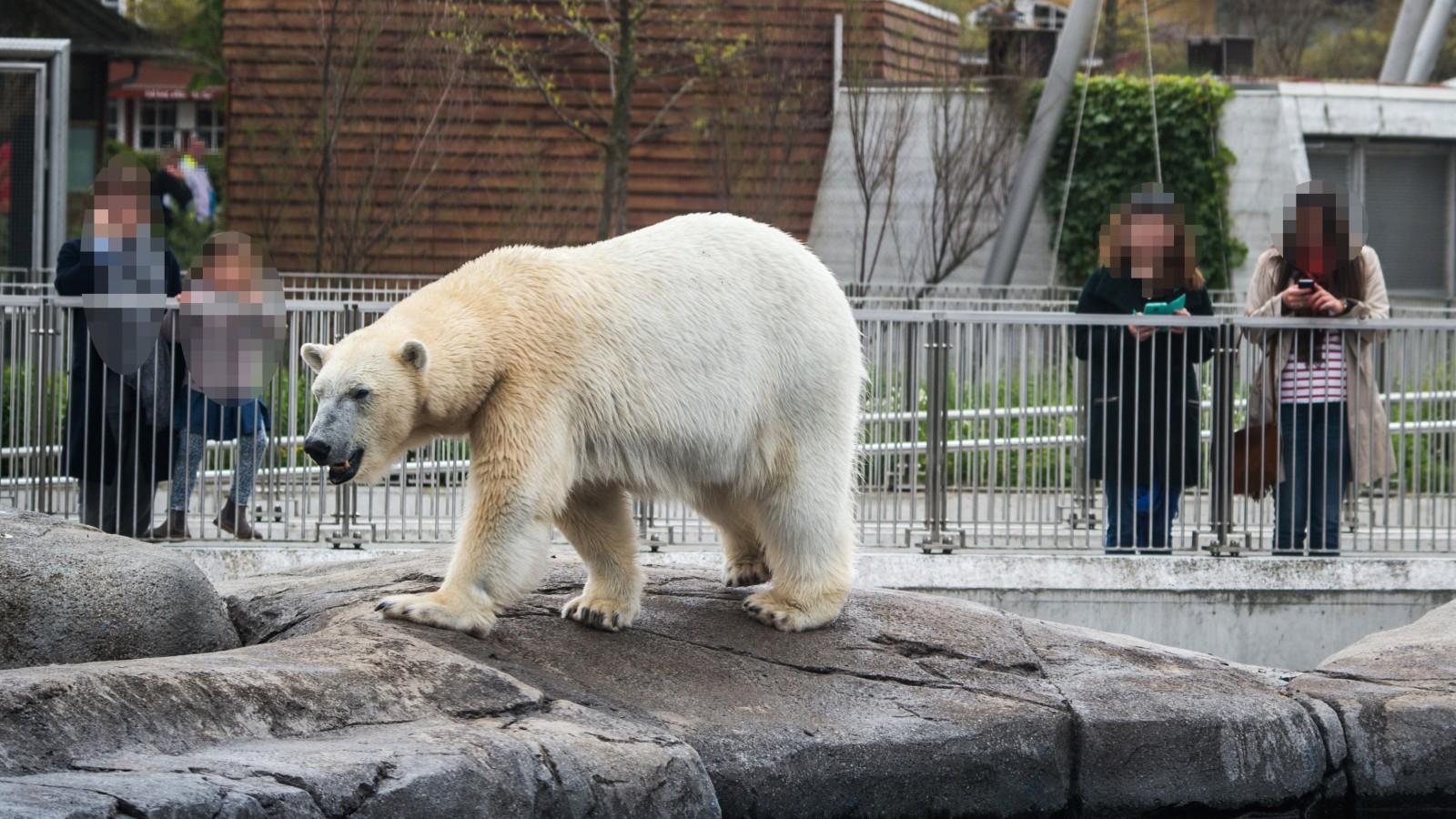 Zoo_animals_Polar_Bear