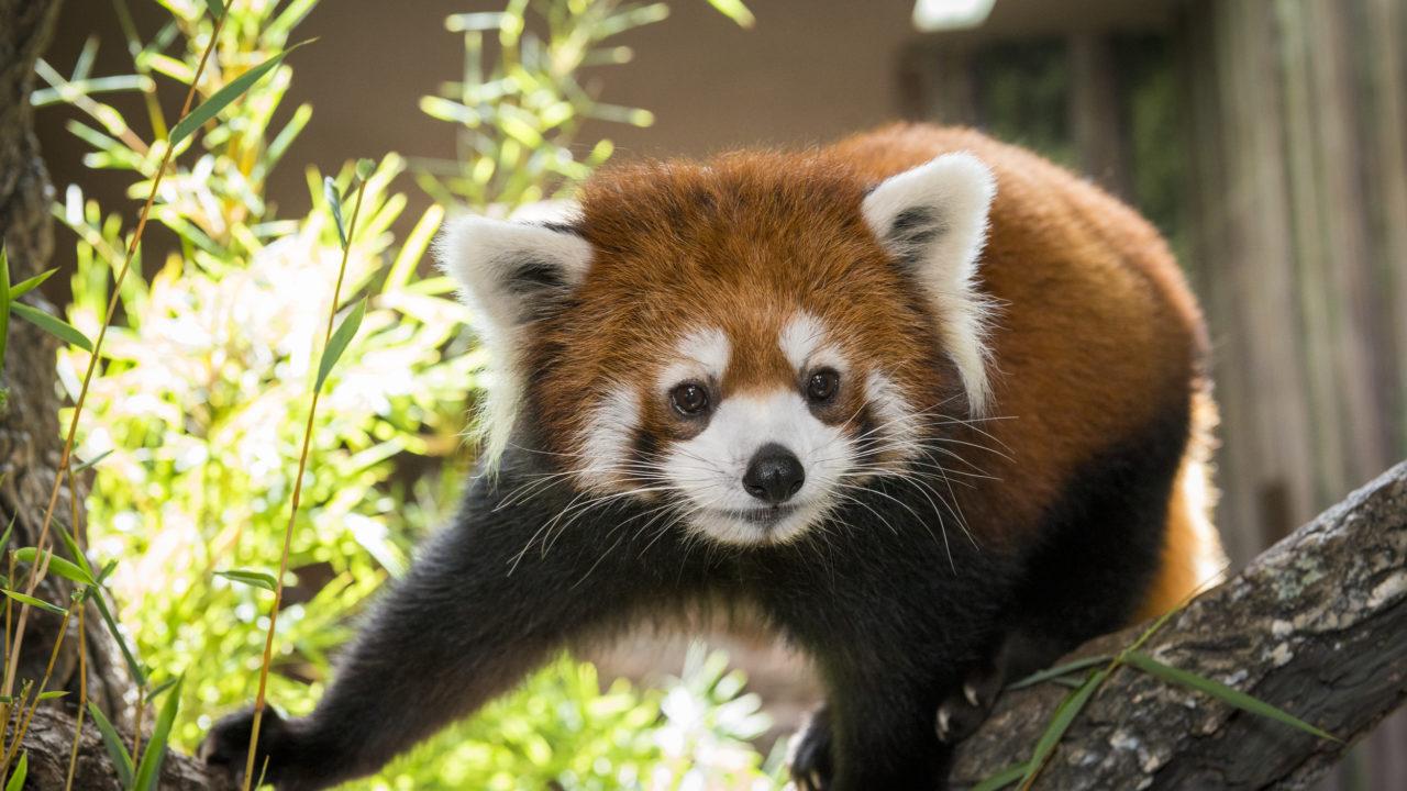 Zoo_animals_Red_Panda