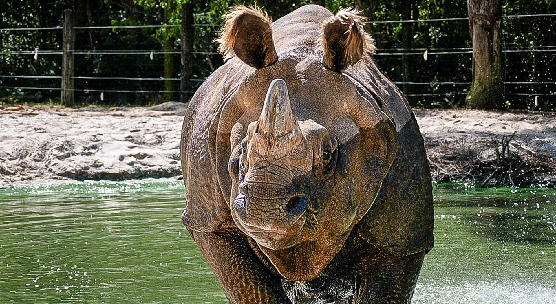 Zoo_animals_Rhinoceros