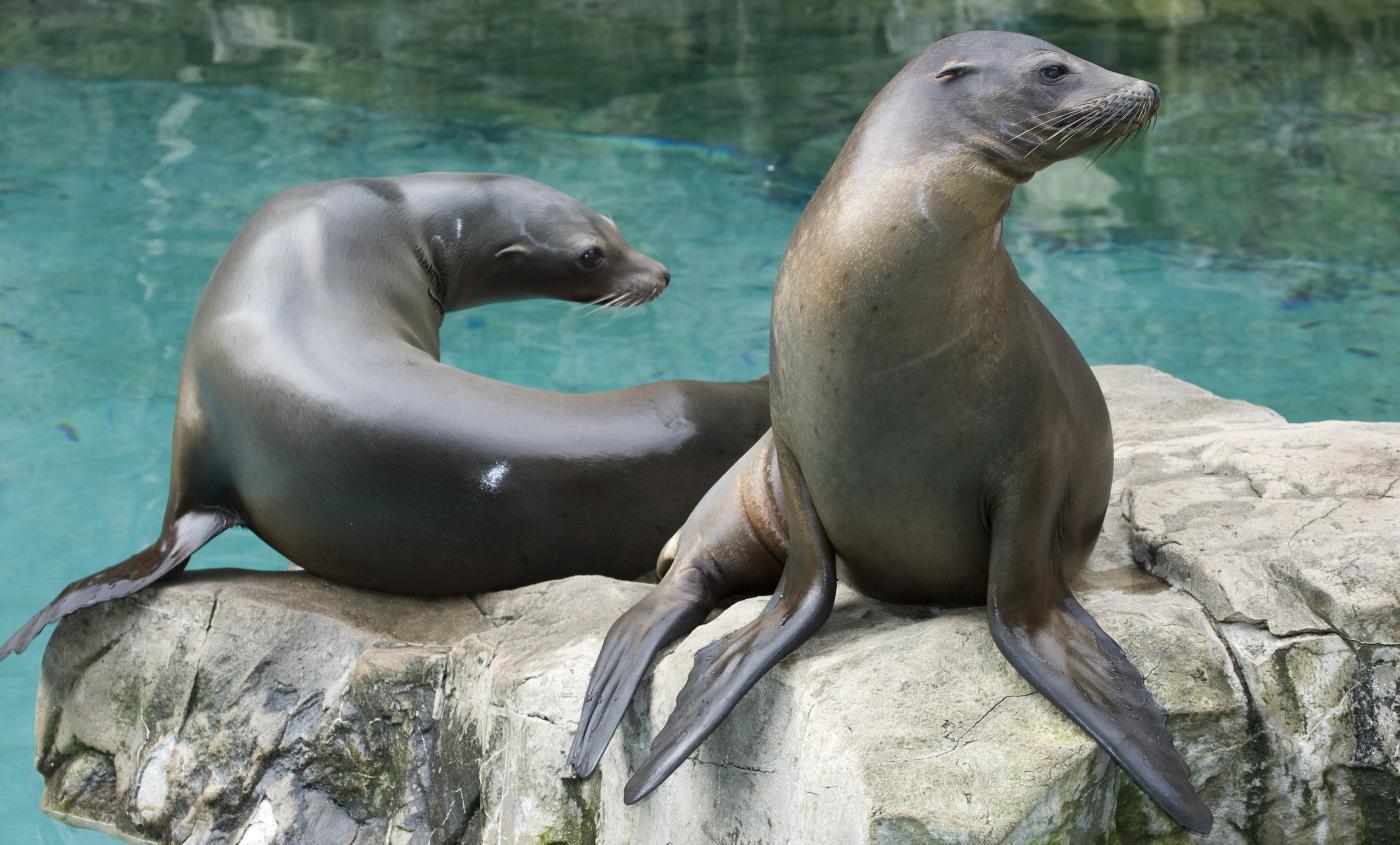 Zoo_animals_Sea_Lion