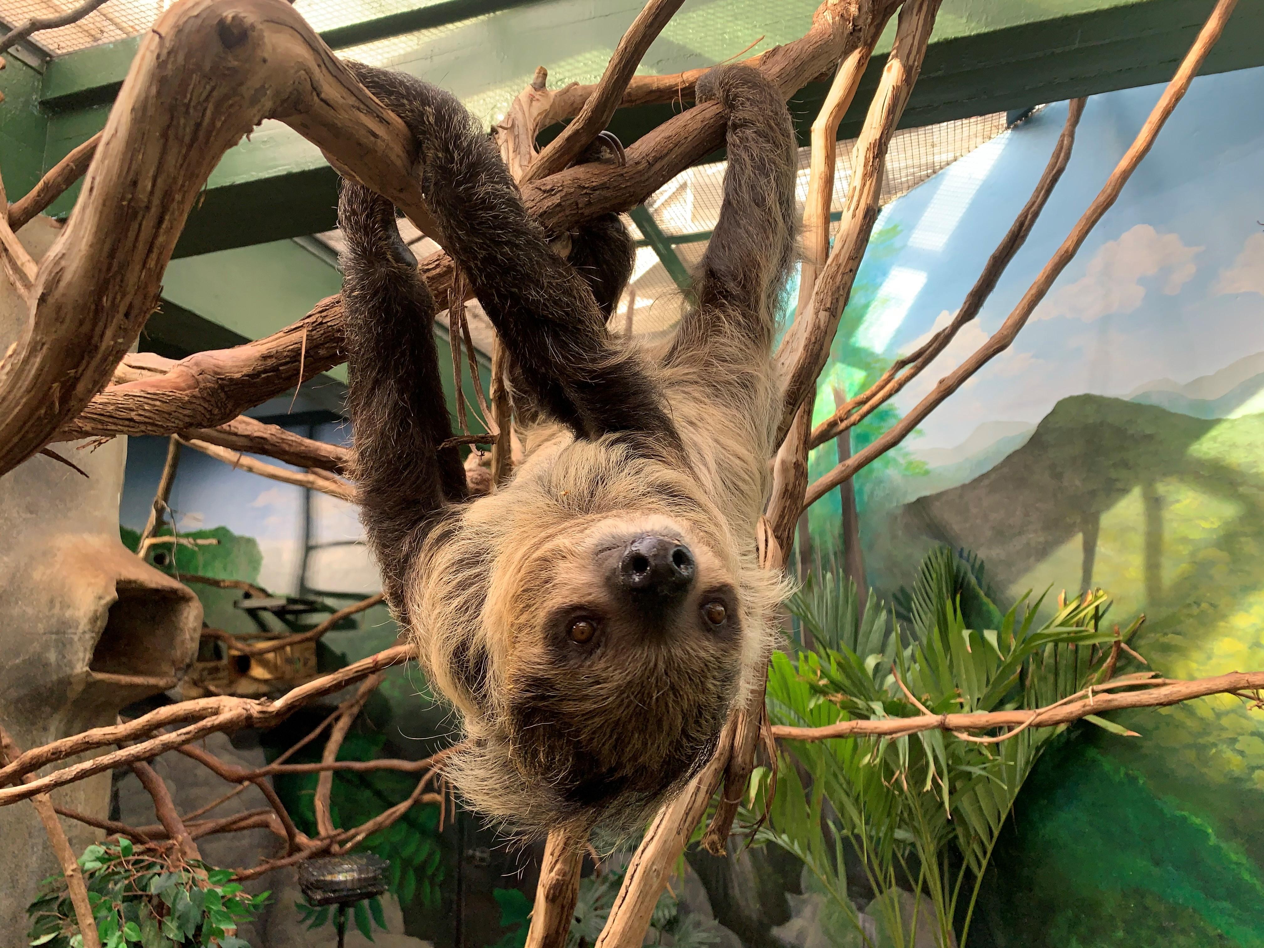 Zoo_animals_Sloth