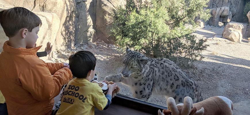 Zoo_animals_Snow_Leopard