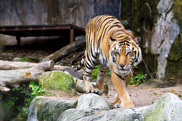 Zoo_animals_Tiger