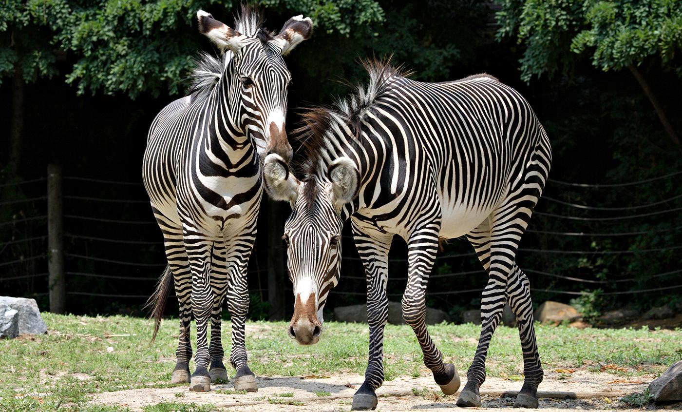 Zoo_animals_Zebra