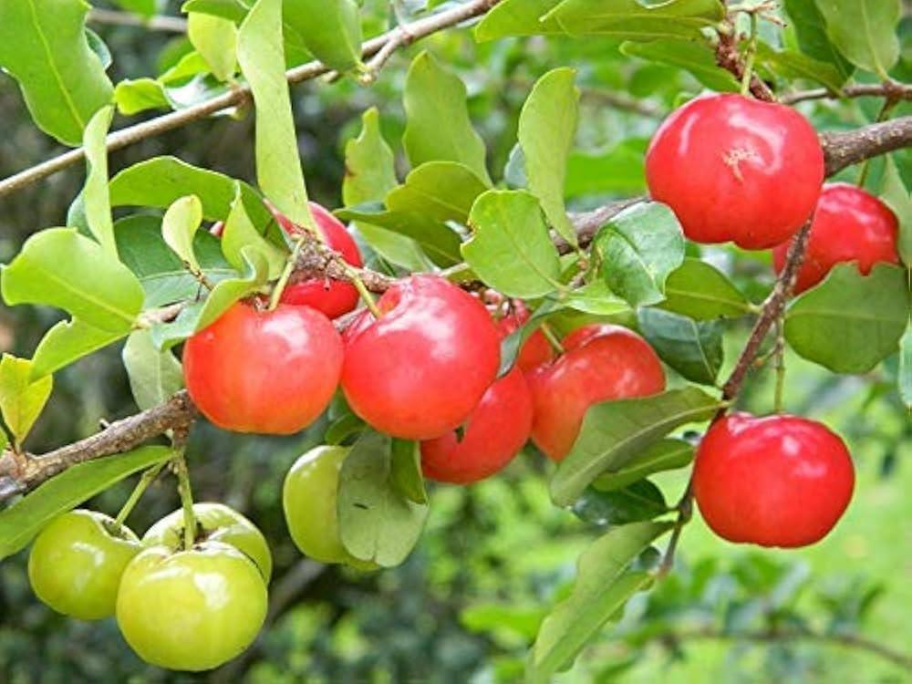 Acerola_Cherries