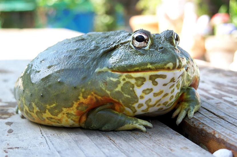 African_Bullfrog