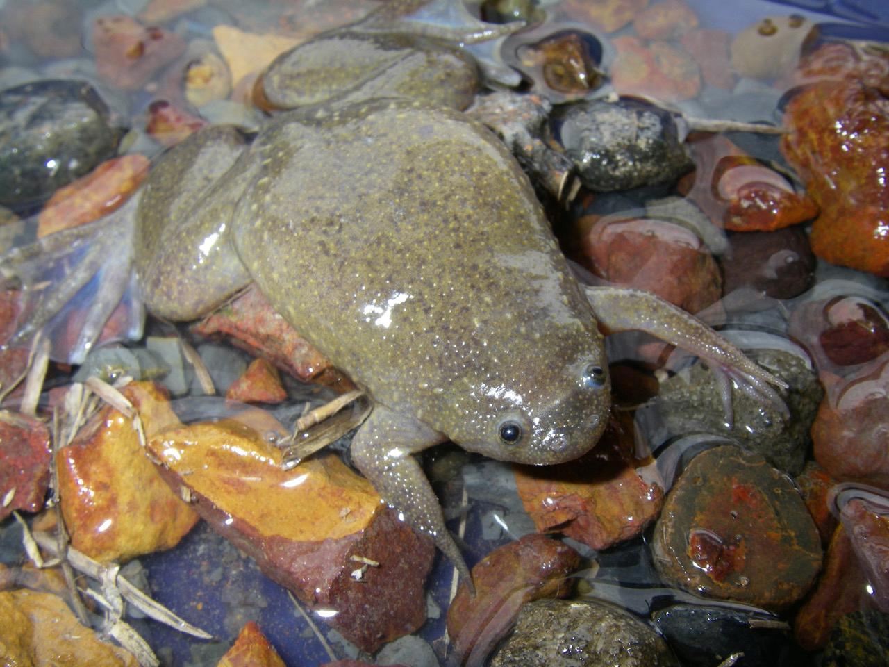 African_Clawed_Frog