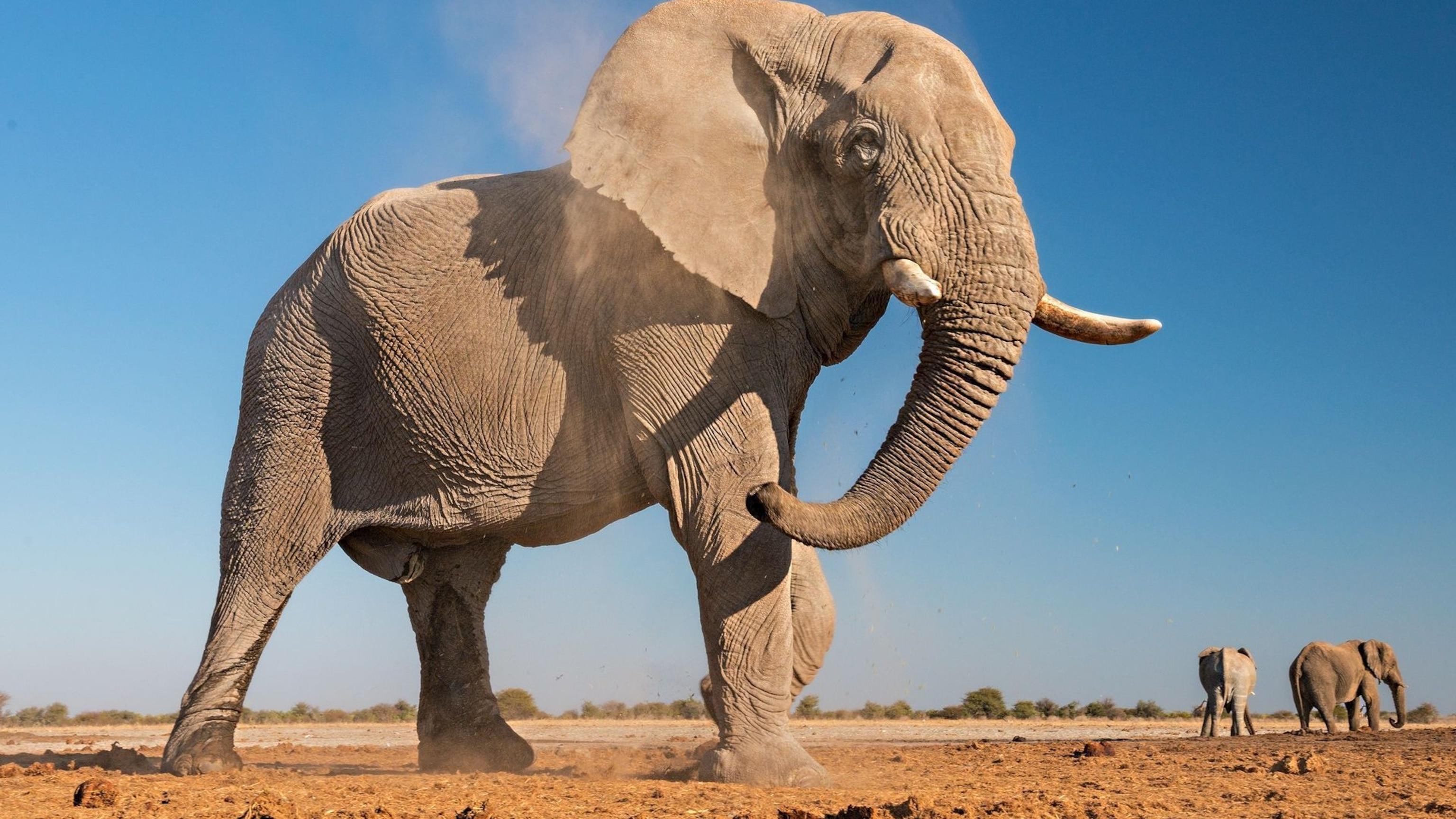 African_Elephant