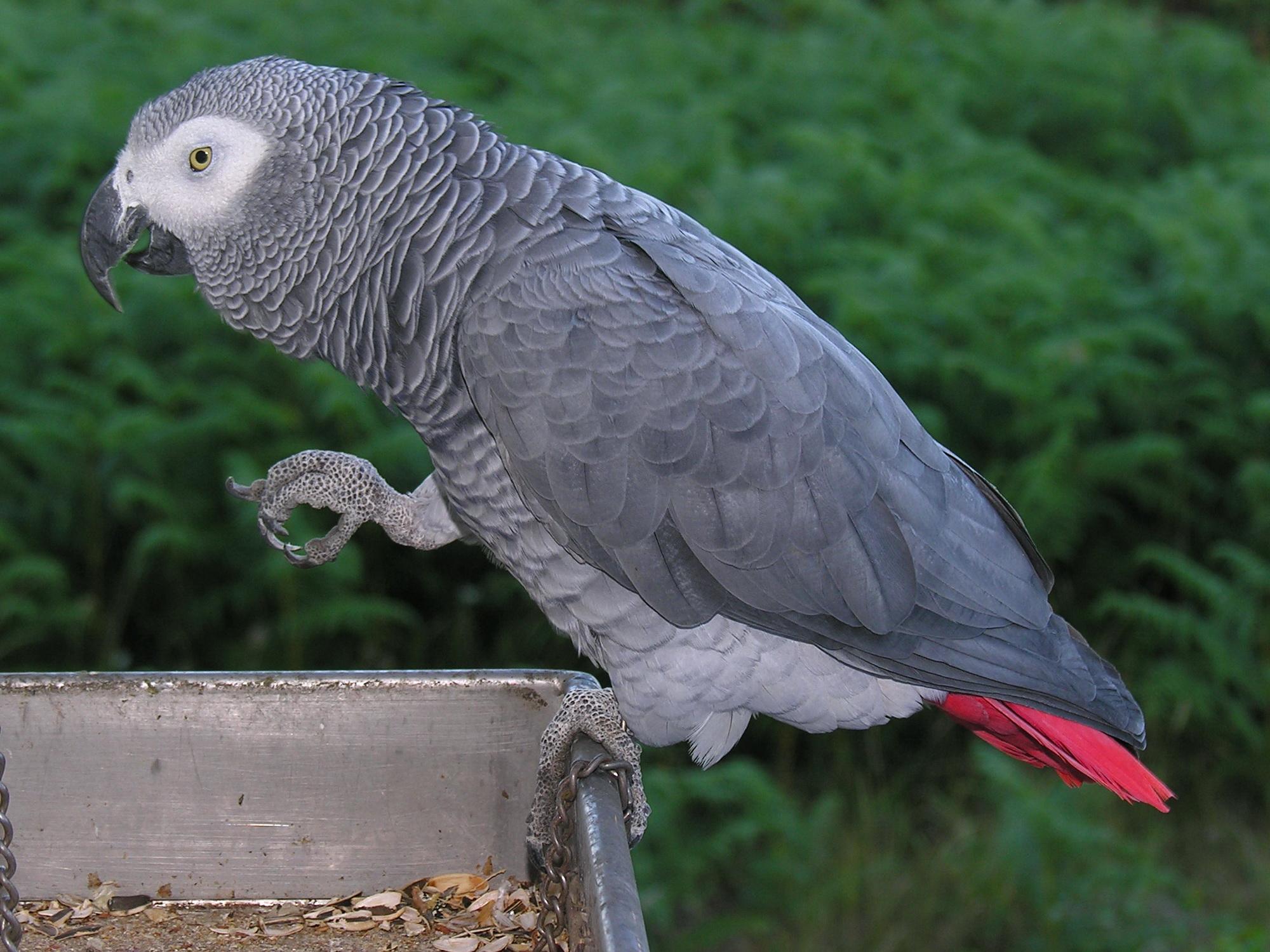 African_Grey_Parrot