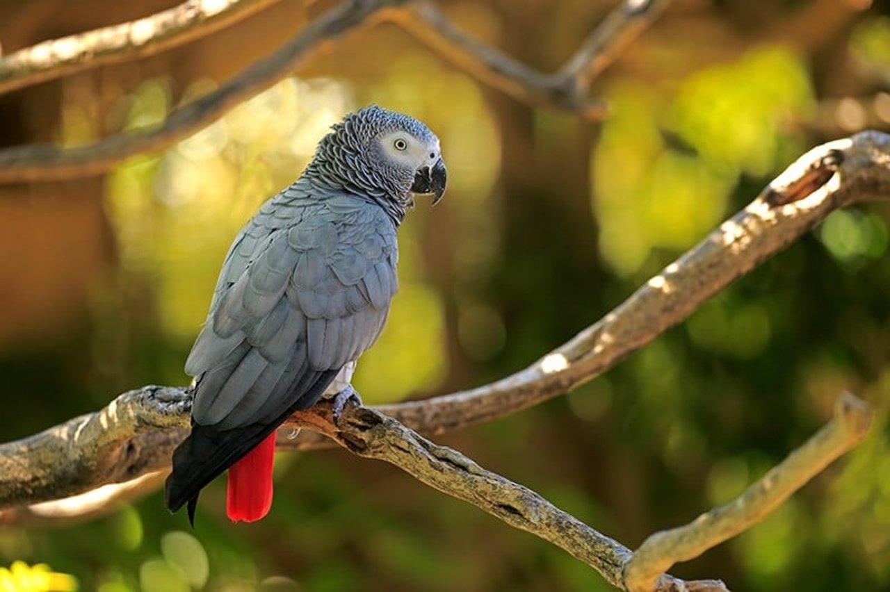 African_Grey_Parrot_West_and_Central_Africa