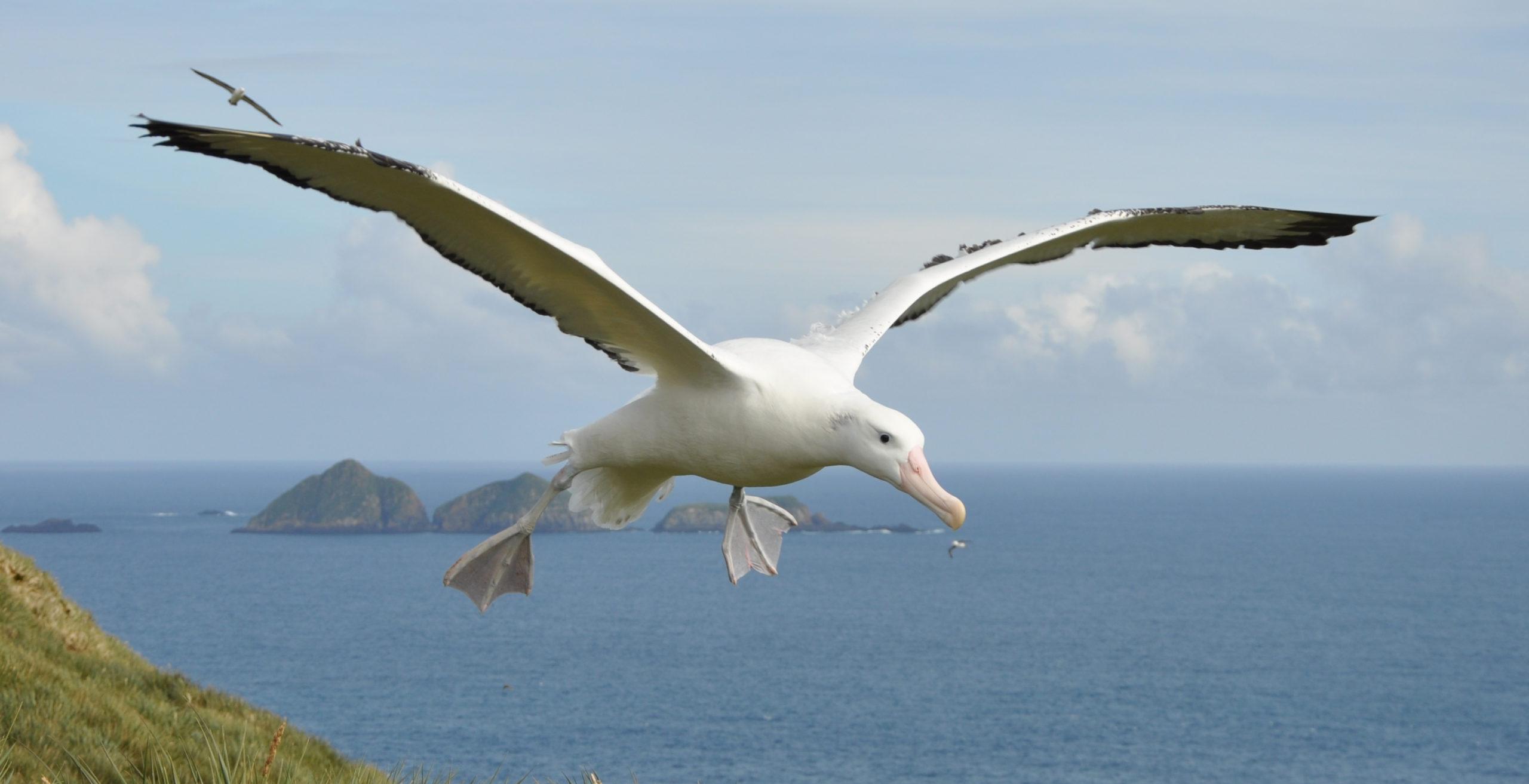 Albatrosses