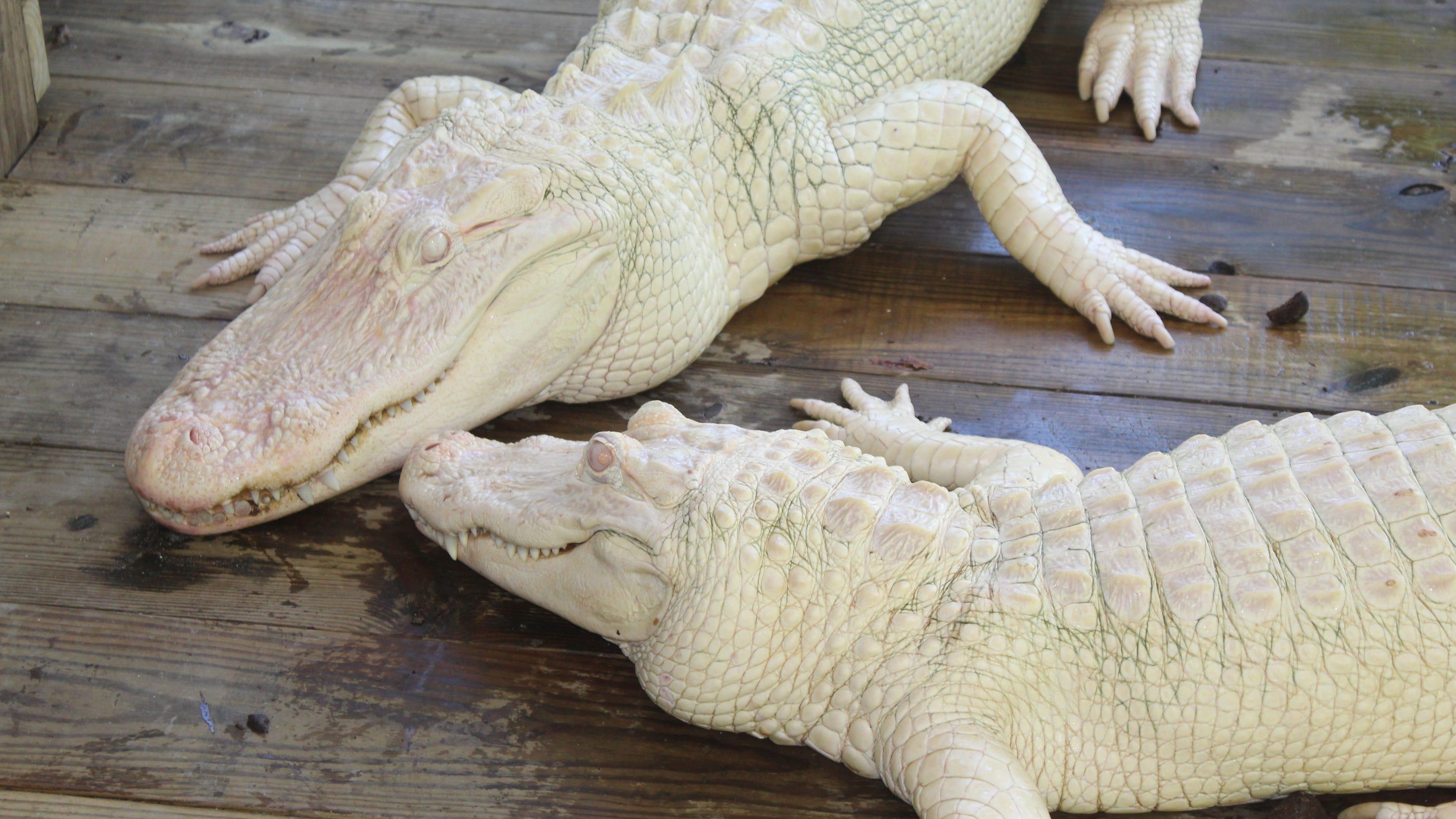 Albino_Animals_Alligator