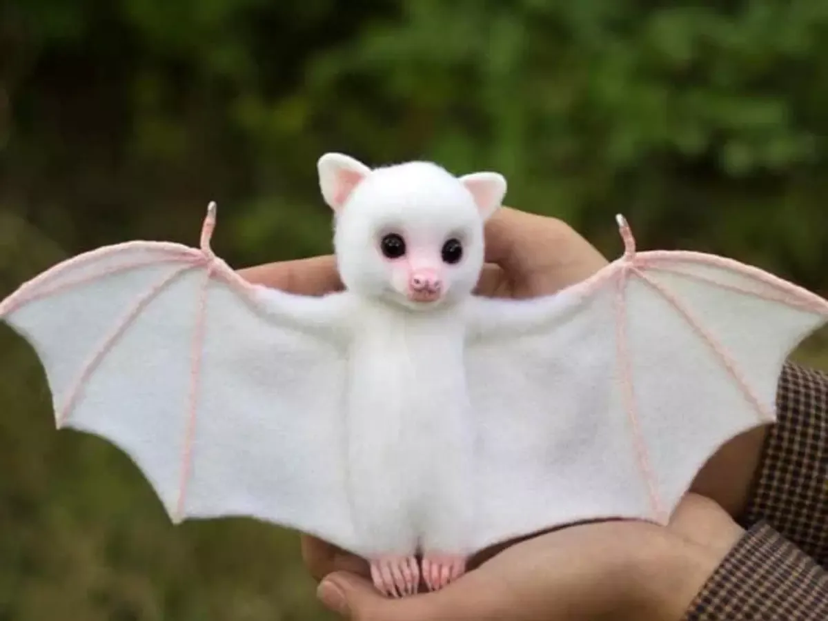 Albino_Animals_Bat