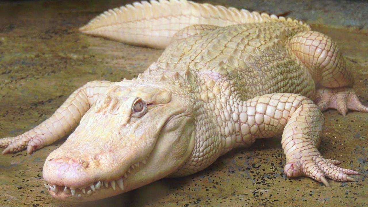 Albino_Animals_Crocodile