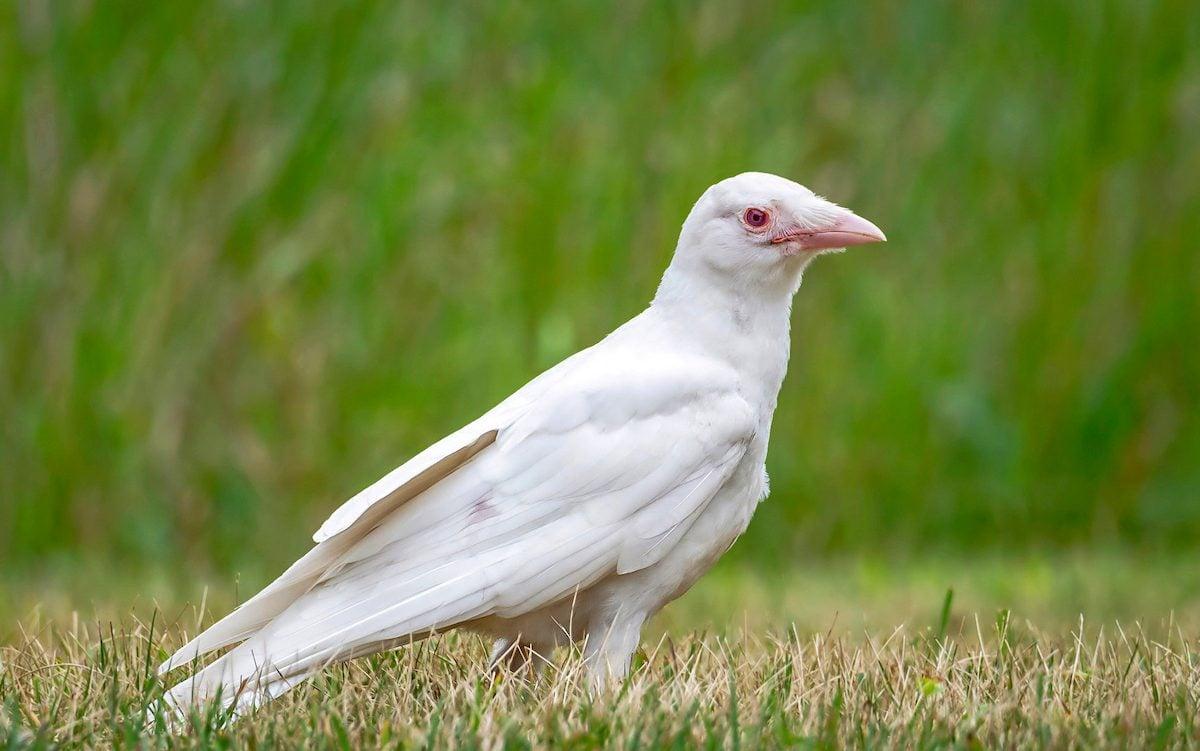 Albino_Animals_Crow