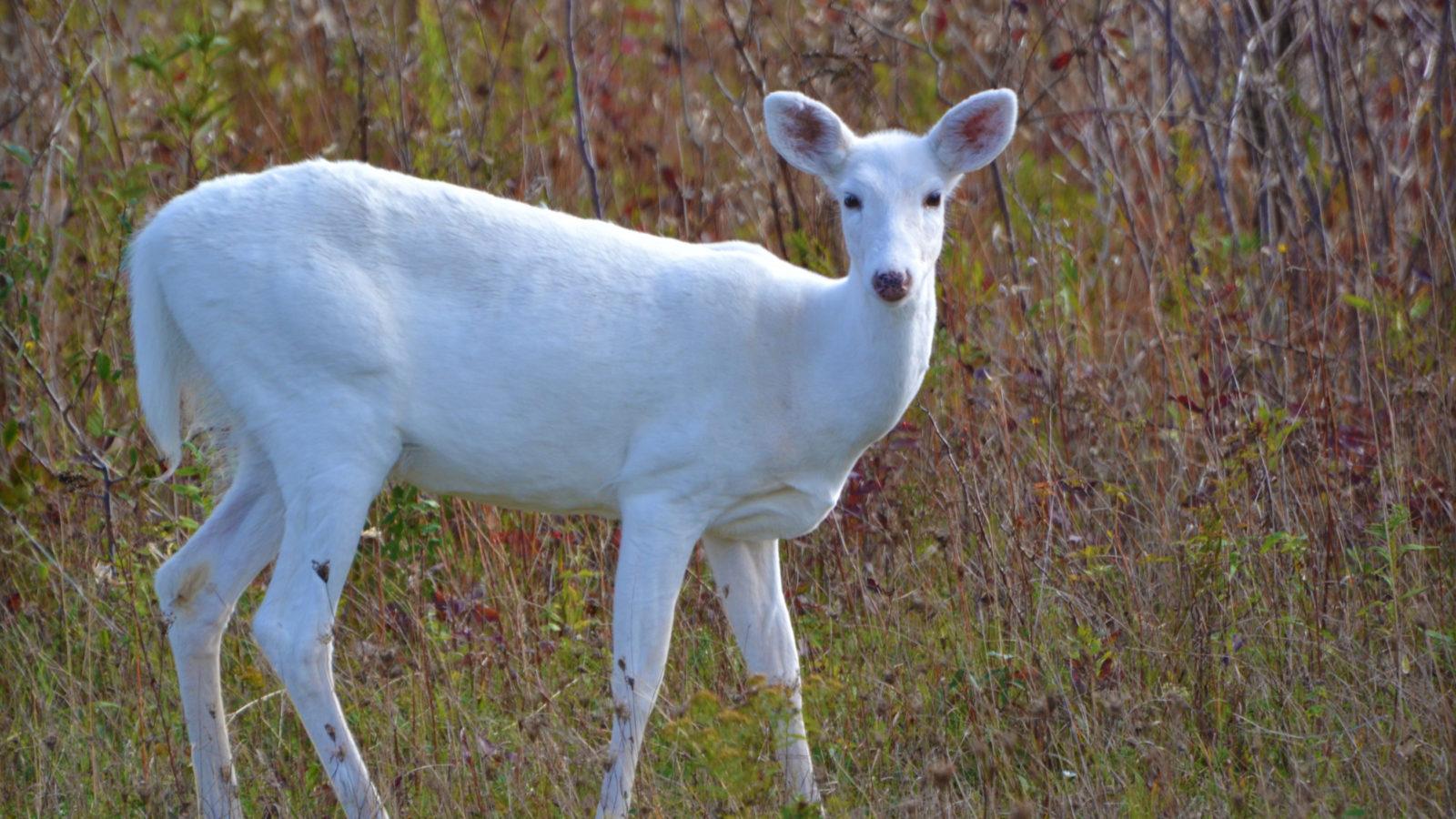 Albino_Animals_Deer