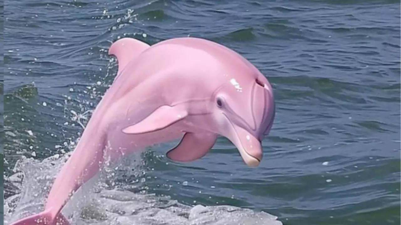 Albino_Animals_Dolphin