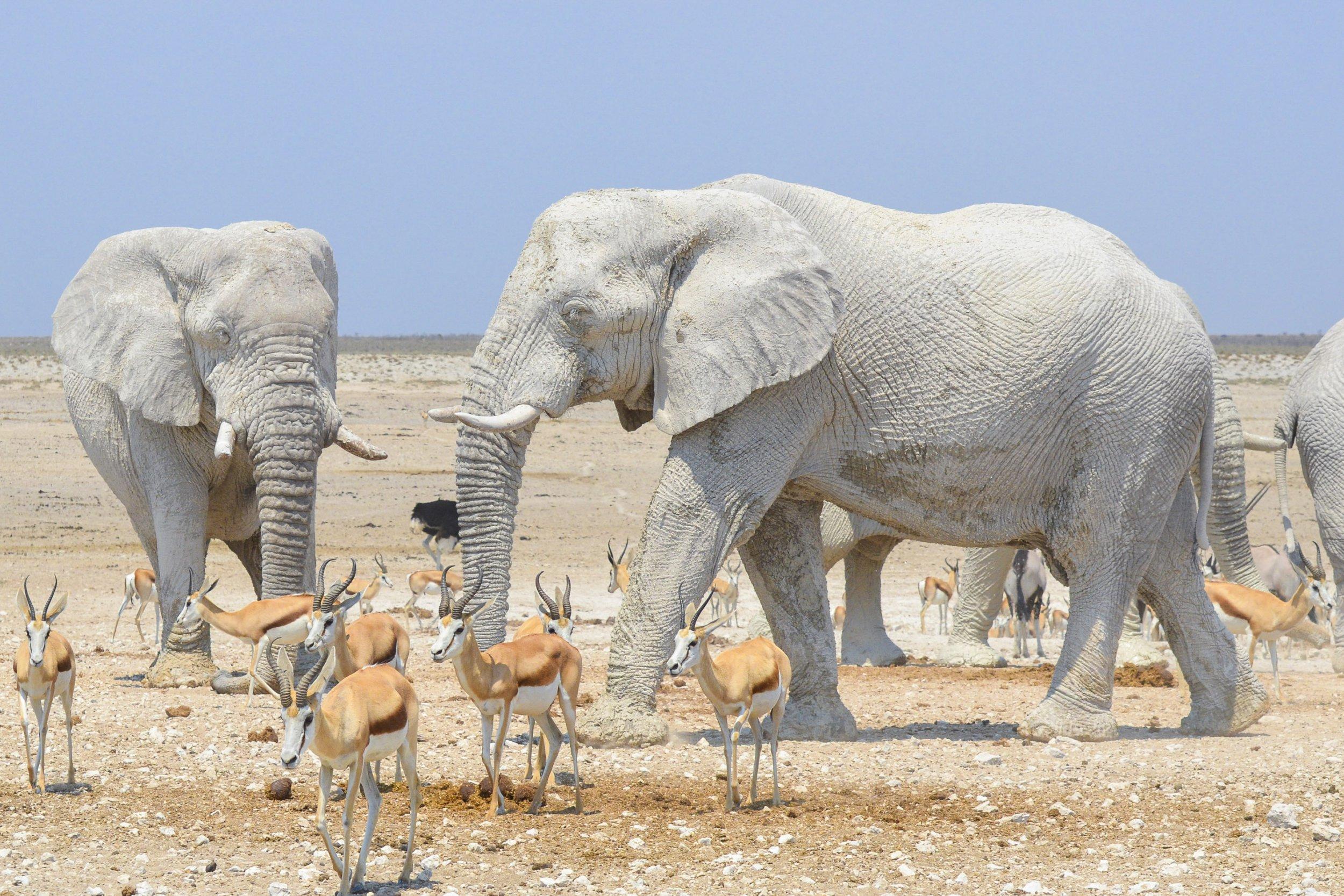 Albino_Animals_Elephant