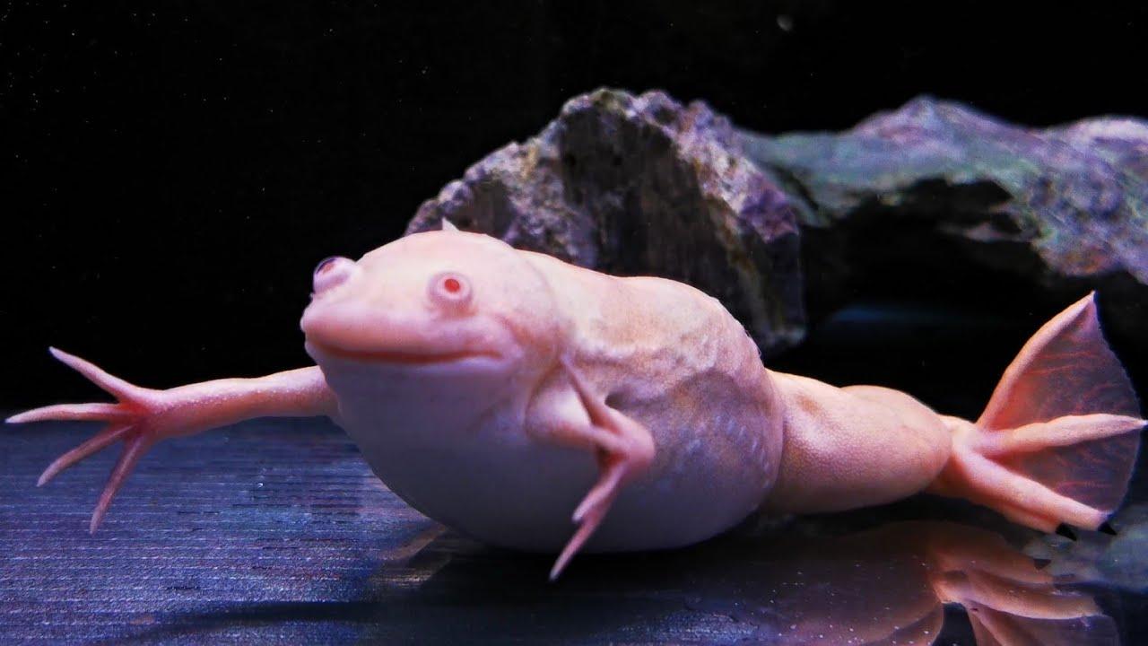 Albino_Animals_Frog