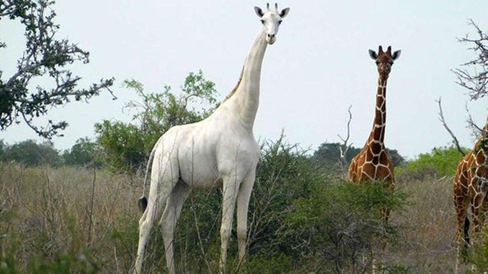 Albino_Animals_Giraffe