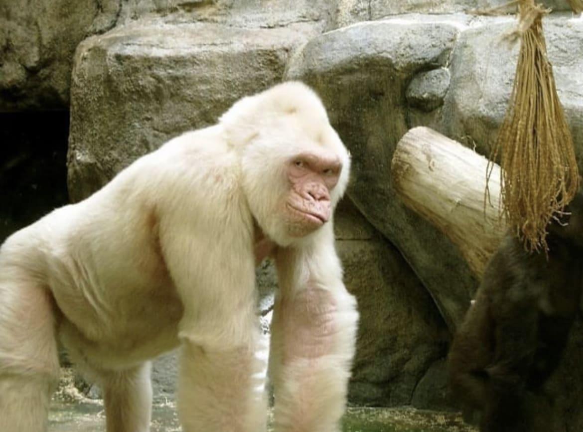 Albino_Animals_Gorilla