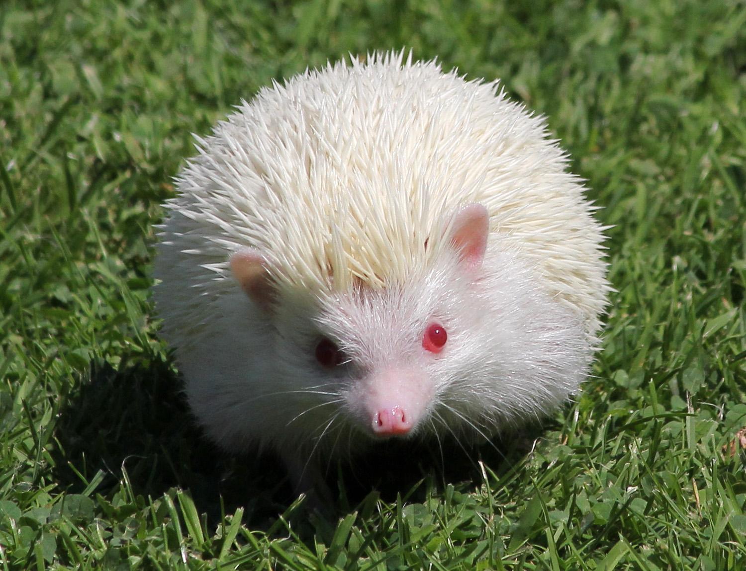 Albino_Animals_Hedgehog