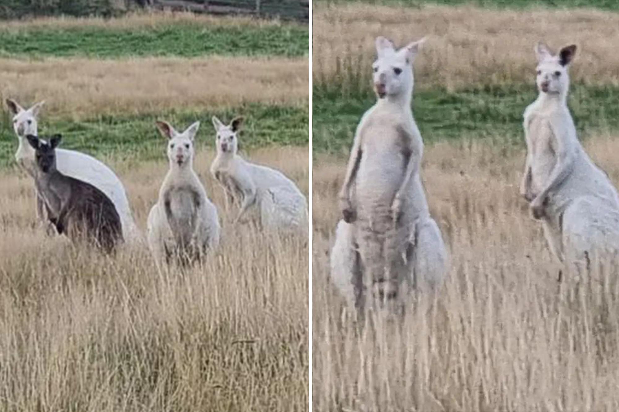 Albino_Animals_Kangaroo