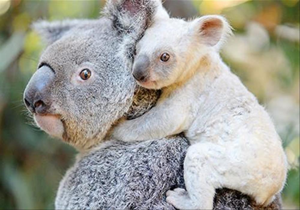 Albino_Animals_Koala