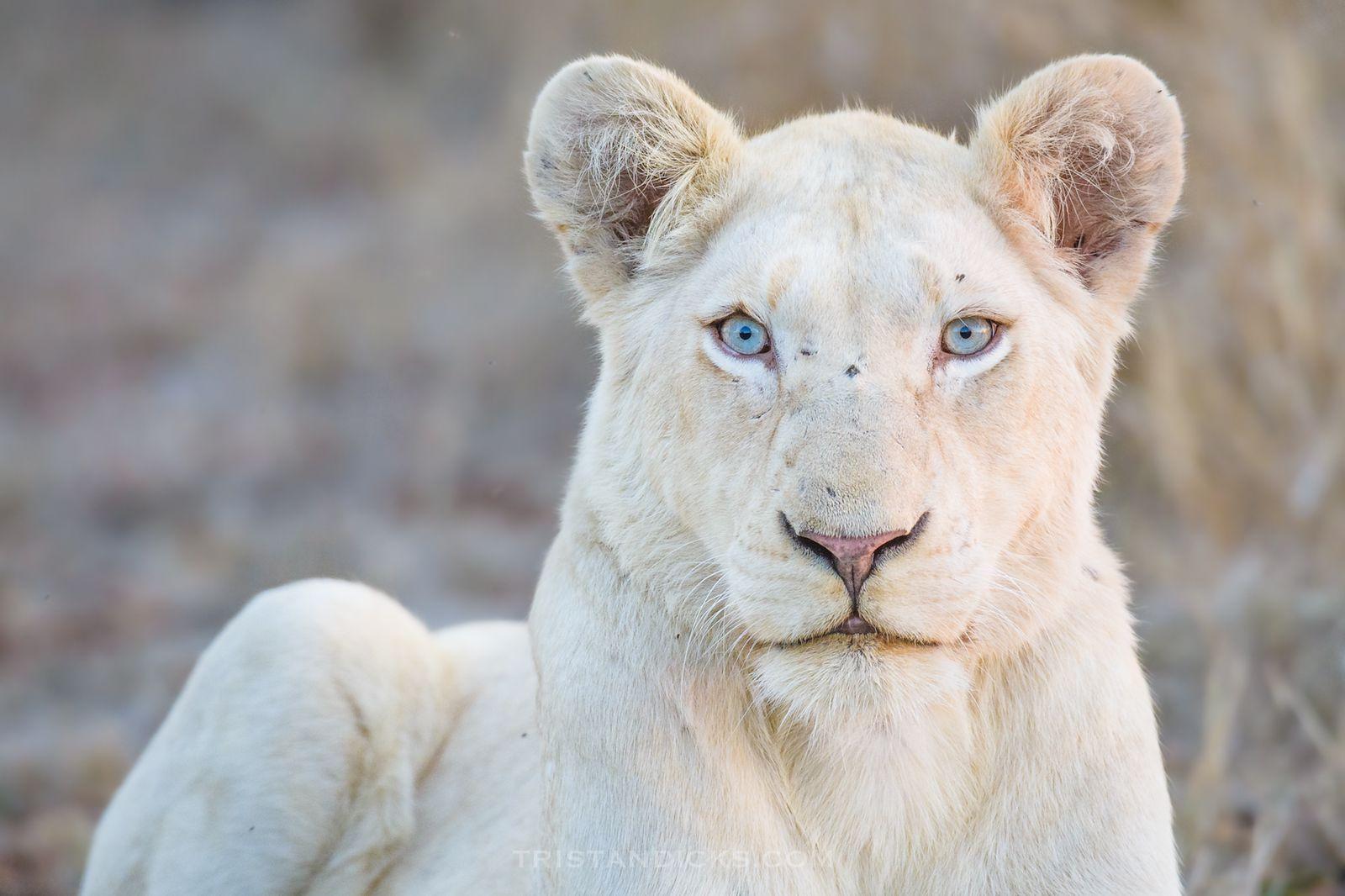 Albino_Animals_Lion