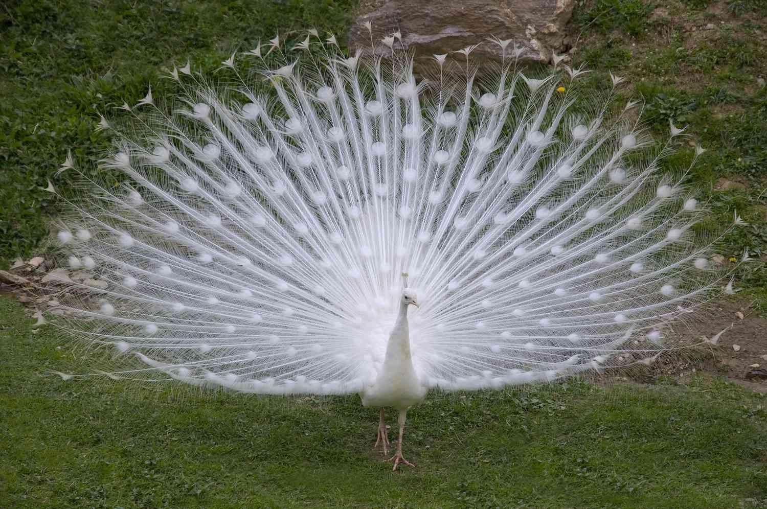 Albino_Animals_Peacock