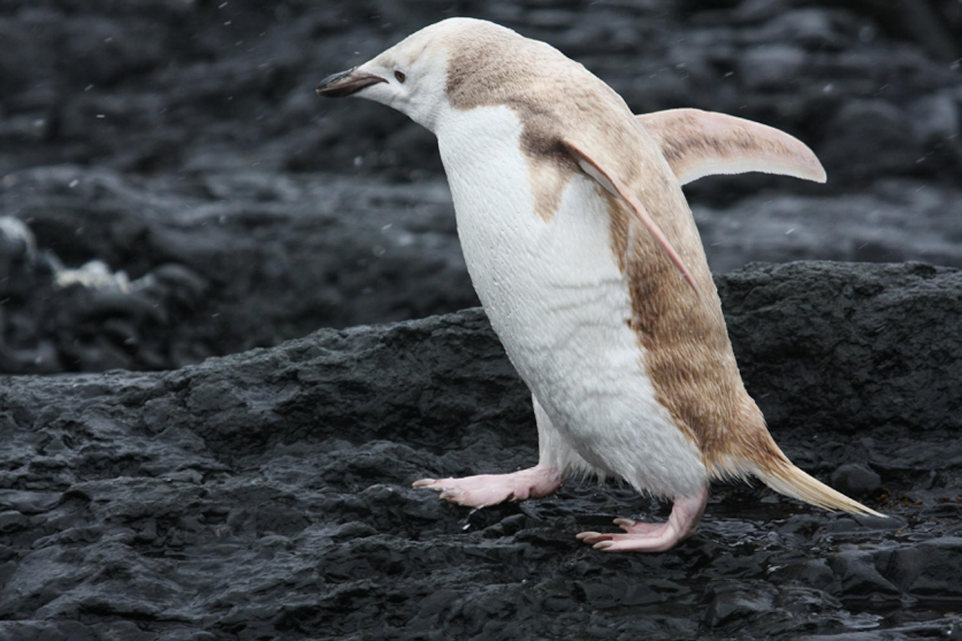 Albino_Animals_Penguin