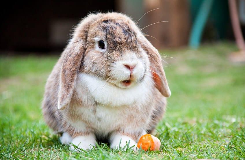 Albino_Animals_Rabbit