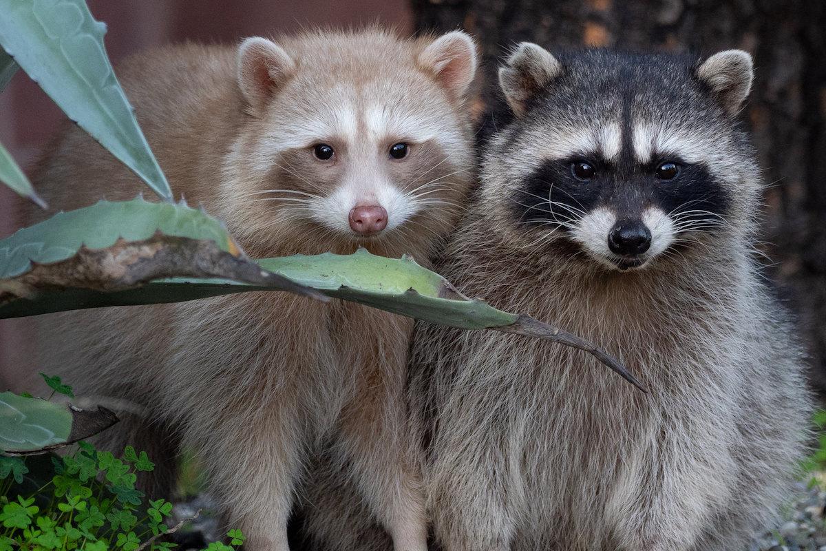 Albino_Animals_Raccoon