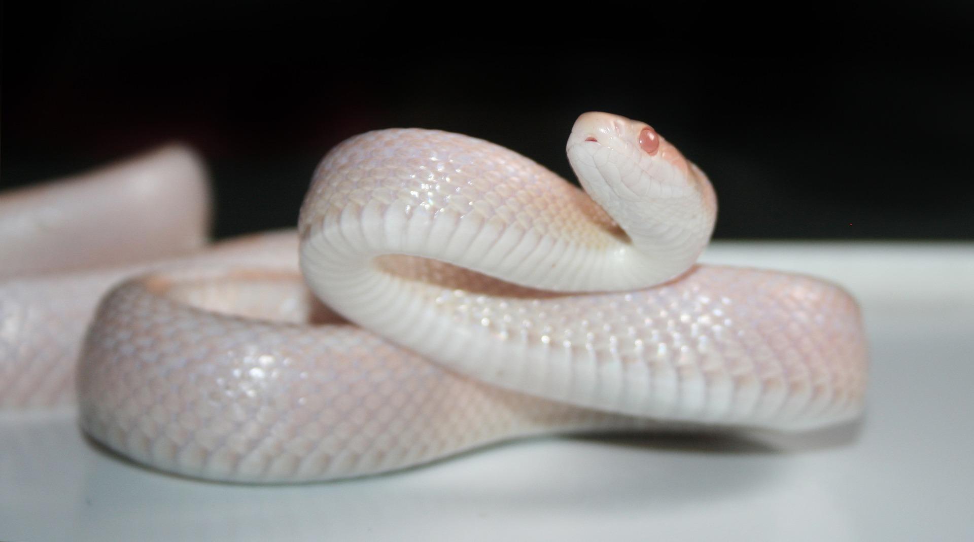 Albino_Animals_Snake