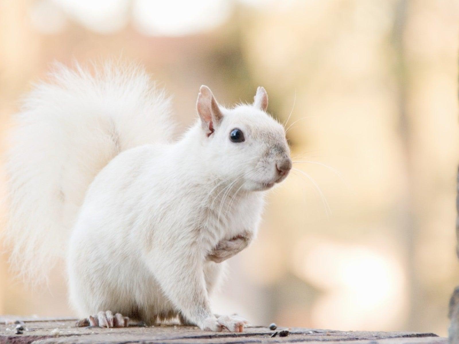 Albino_Animals_Squirrel