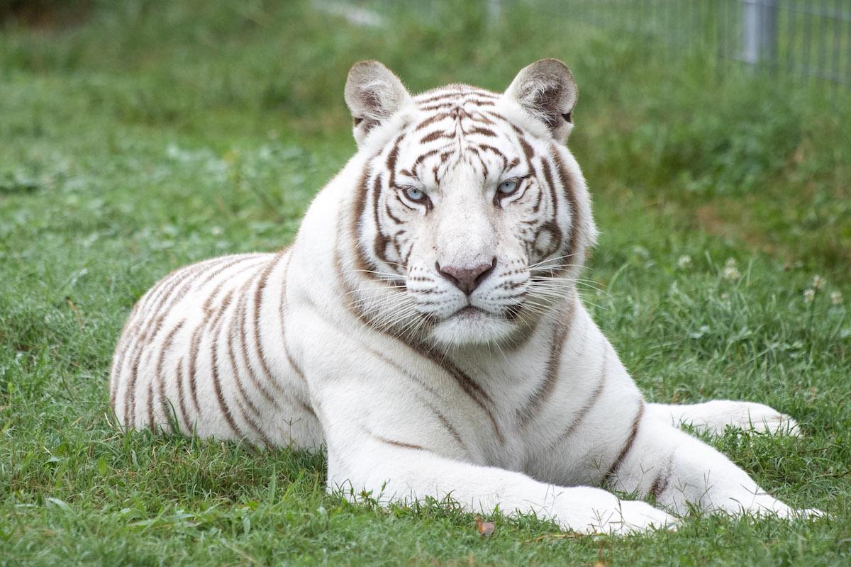 Albino_Animals_Tiger