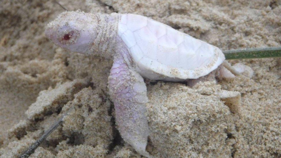 Albino_Animals_Turtle