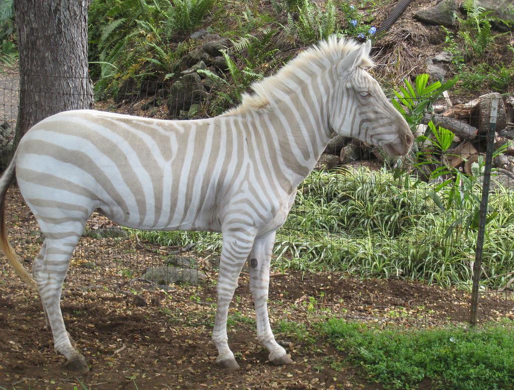 Albino_Animals_Zebra