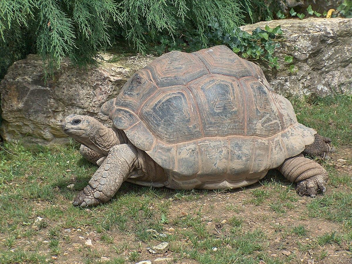 Aldabra_Giant_Tortoise