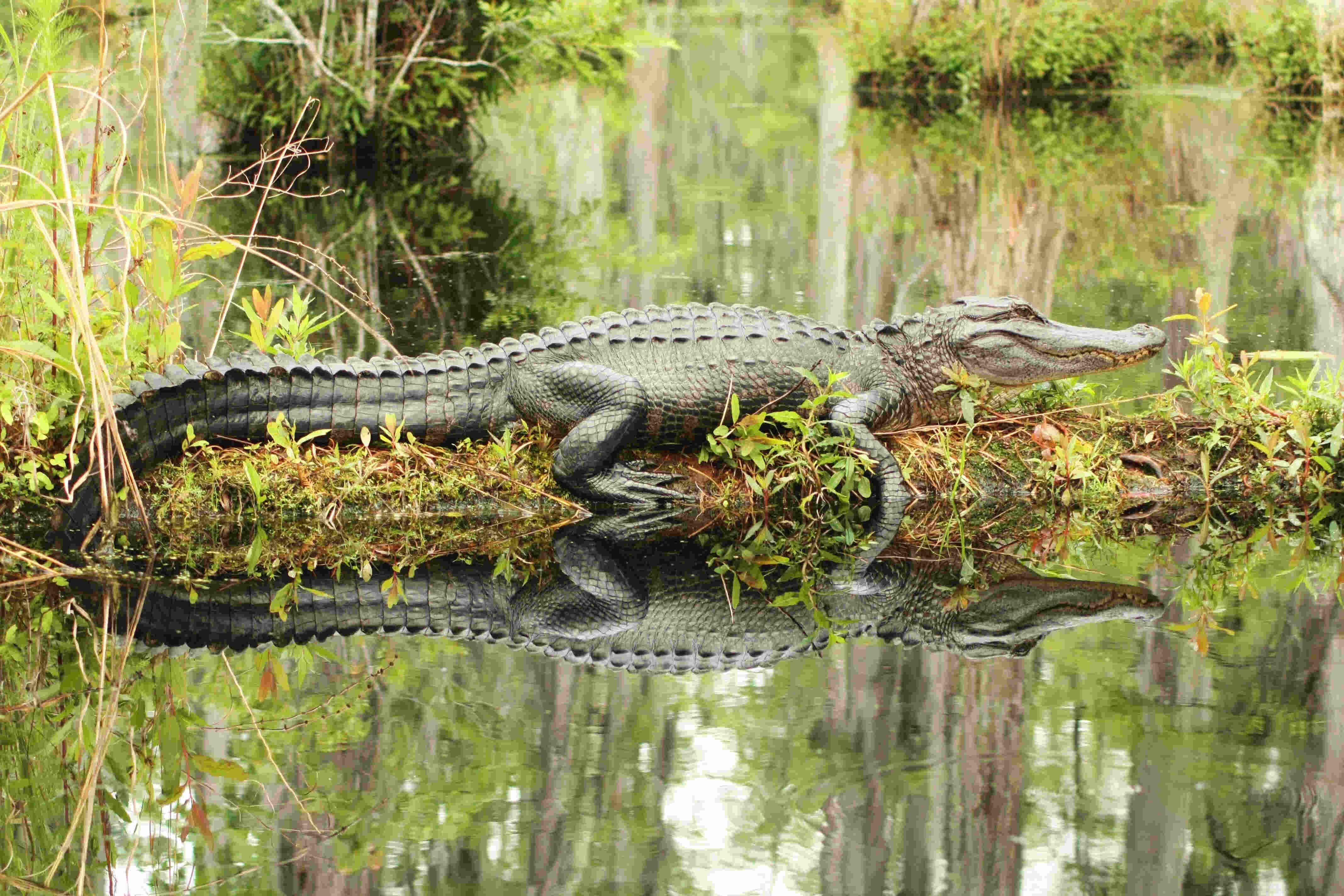 American_Alligator