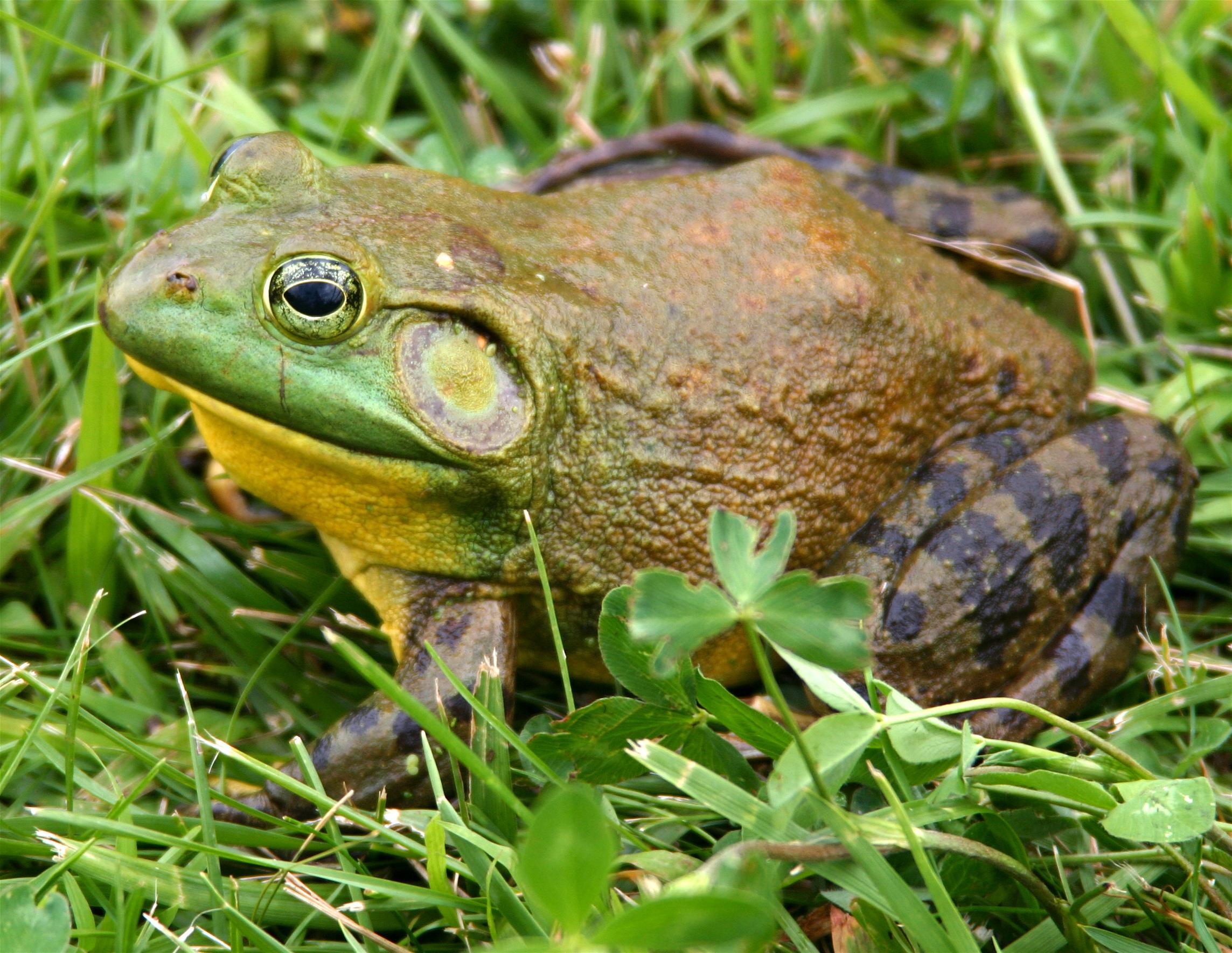 American_Bullfrog