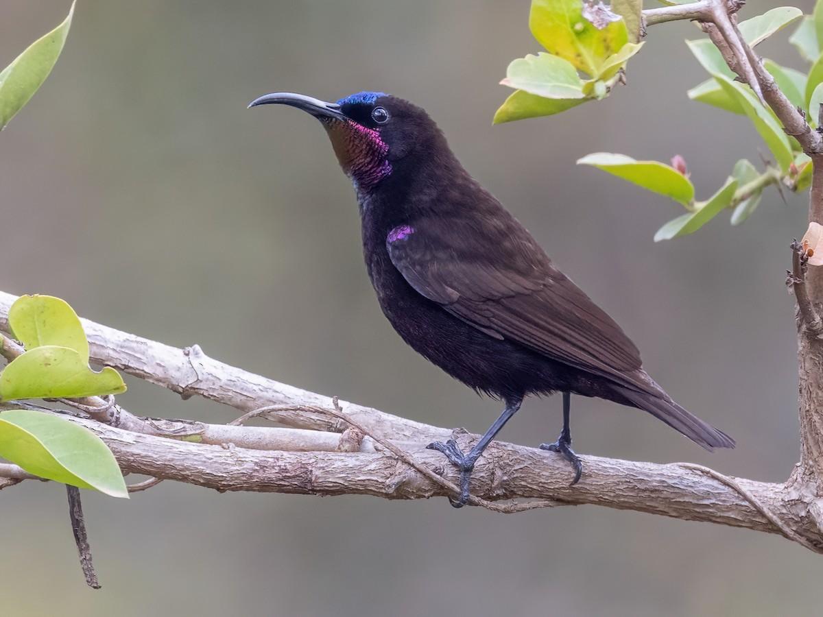 Amethyst_Sunbird