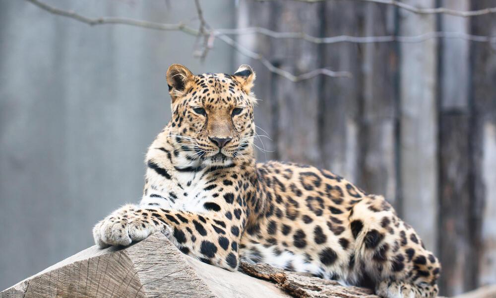 Amur_Leopard